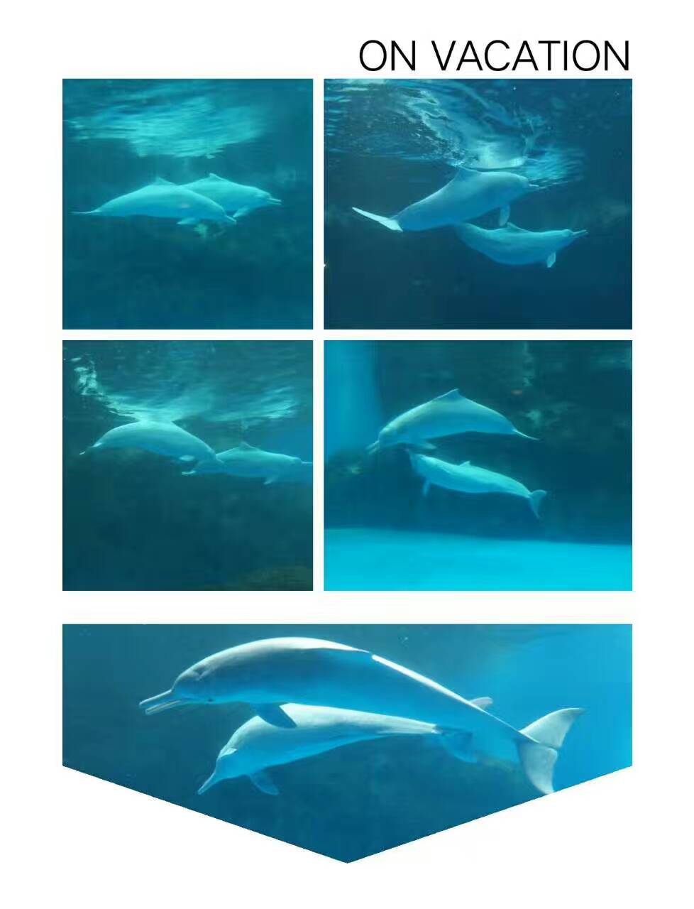 1493018667485893.jpg mmexport1493016855678.jpg