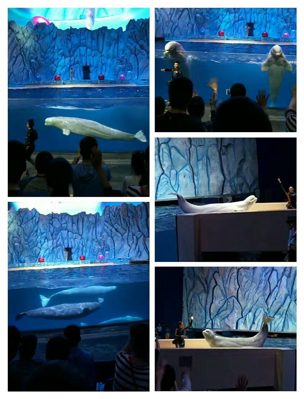 1493018692409847.jpg mmexport1493016859454.jpg